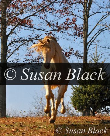 Susan Black Photographer